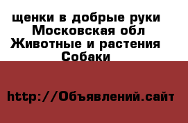 щенки в добрые руки - Московская обл. Животные и растения » Собаки   